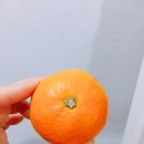귤조아라