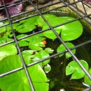 작은연못낚시터 이미지