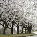 개화-꽃의 노래 이미지