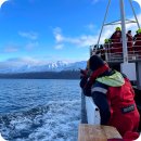 고래주유소 | 아이슬란드 여행 코스 달비크 고래투어 (ArcticSeaTours 예약)