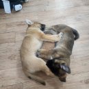 동물보육원 대전서구갈마지부 | 사지말고 입양하세요 : 나리 입양기