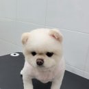 멍멍아 또 와 이미지