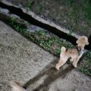 바오펫샵 이미지