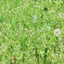 민들레화원 이미지