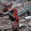 구룡산성 이미지