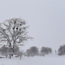 황태덕장 이미지