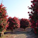 하천리-8 이미지