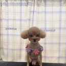 탱스땡스 이미지