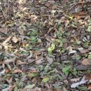 대전둘레산길(3구간) 이미지