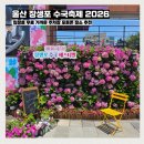 울산공항관광안내소 | 울산 장생포 수국축제 2026 입장료 무료 가까운 주차장 수국 포토존 장소 실시간 후기