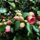 동백나무 [Camellia japonica] 이미지