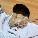 마리앤쥬 이미지