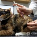 세종충북대학교 동물병원 이미지