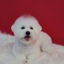 온양애견미용 | 아산애견미용 / 그루밍메이트 / 온양애견미용 / 비숑프리제미용스타일 [비숑 2CM 클리핑+ 하이바]