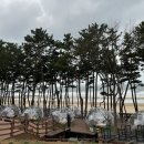 씨유태안해피점 | 아일랜드 리솜 오션빌라스 34평형 투숙 및 일루글루 후기 📝