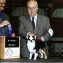 윈터펠 치와와 이미지