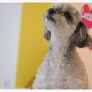 굿데이멍 이미지