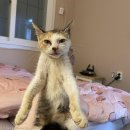 묘생역전 이미지