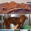 (주)견공 이미지