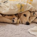 이불 속 댕댕이 이미지