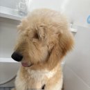 멍뽀득 이미지