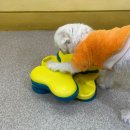 좋은유치원 | 광주애견유치원 시설 좋은 멍테소리 이용후기