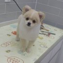 엘케이동물의료센터 이미지