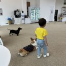 우다다댕산 | 대전 관저동에 생긴 우다다댕산 아기와 방문한 강아지카페