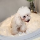 펫제제(PET JEJE) | 믿고 맡기는 대구 침산동 강아지 미용 SHOP 펫제제 애견미용실