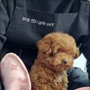 부산강아지분양 유독 이미지