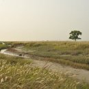 꿩대신닭 이미지