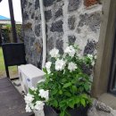 마메종민박 이미지