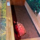(주)오성사노동조합 | 패스/내돈내산]4박5일 2일차(2) 고흐의 정원/코코컬처클럽 골든코스트/제주로운 청해원/허브동산 솔직후기