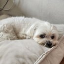 스마일댕 이미지