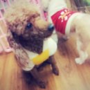 콩이 애견샵 이미지