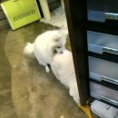 앨리스동물병원 이미지