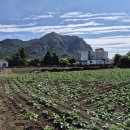 덕수2교차로(일주서로) 1 이미지