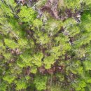 자작나무숲 스테이 이미지