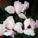 달리는족족 이미지