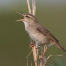 【섬개개비 Helopsaltes pleskei】 「메뚜기 울음소리와 비슷한 소리 Grasshopper Warbler(메뚜기개개비 이미지