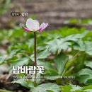 바람꽃 티스토리