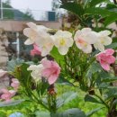 상리농장 이미지