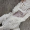 예담동물병원 | 고양이 심장병 BCM B1 판정 예담동물병원 -2차 후기