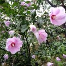 무궁화비료 이미지