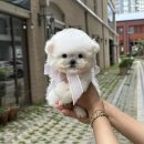 디몽 네이버블로그