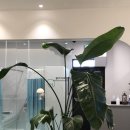 <b>플란테</b>리어 _ 식물 영양제 주기