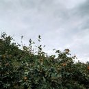 덕산7-8 농로 네이버블로그
