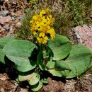 Ligularia alpigena 이미지