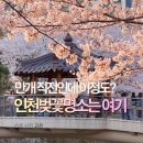 인천광역시 농업기술센터 | 인천벚꽃명소 서운체육공원 서부간선수로 개화 실시간 주차장