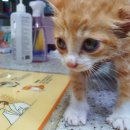 학익동물병원 이미지